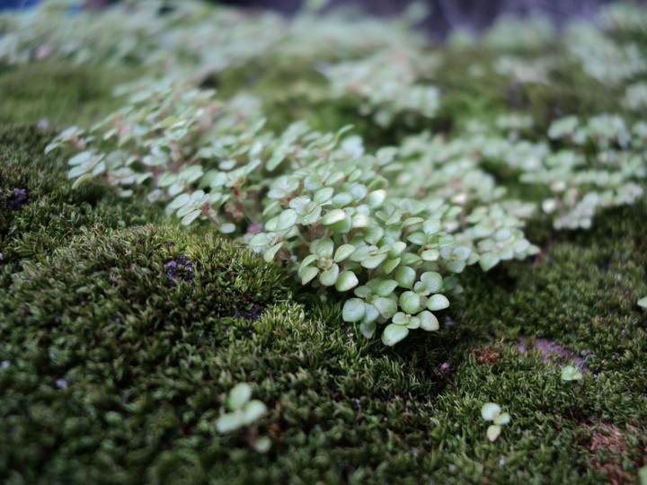 grass
