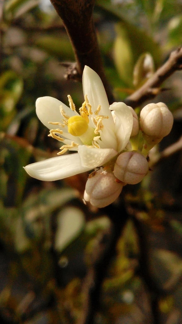 LEMON FLOWER CITRUS
