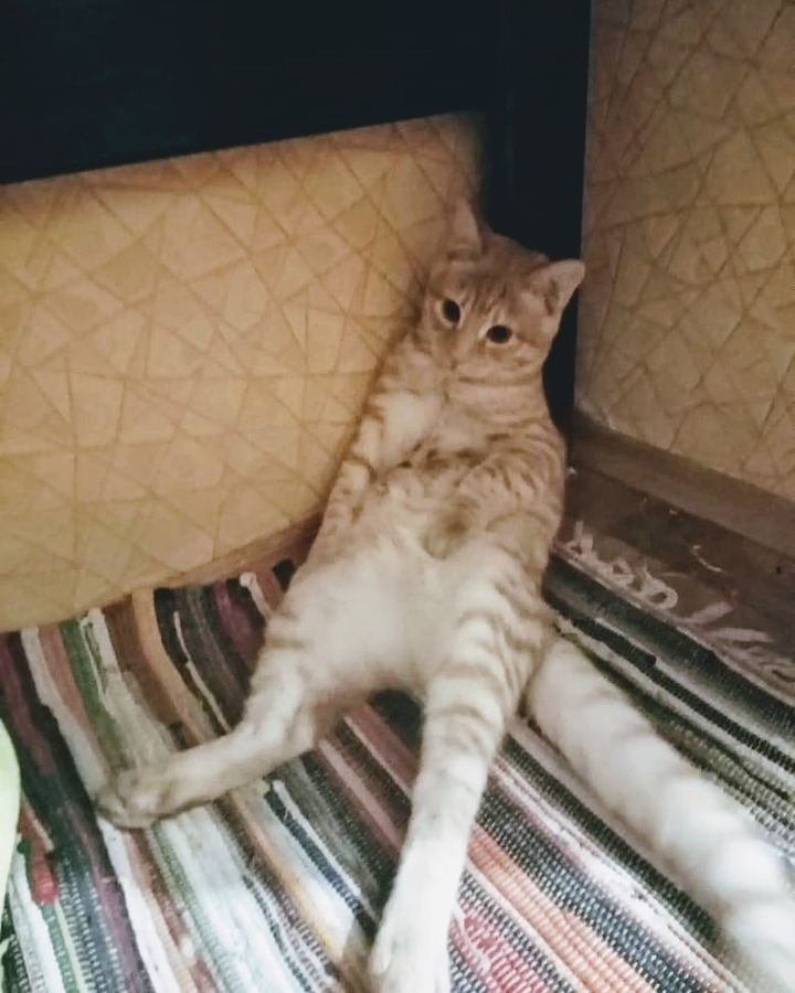 ЛЕОК