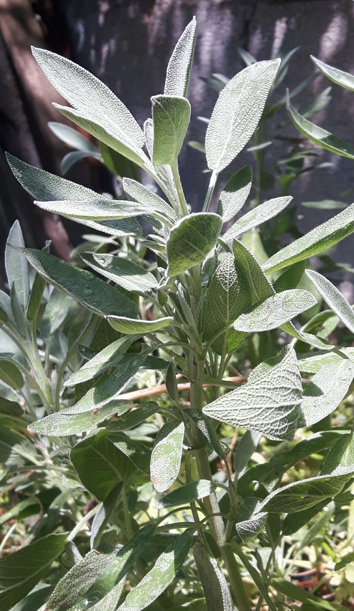 Sage