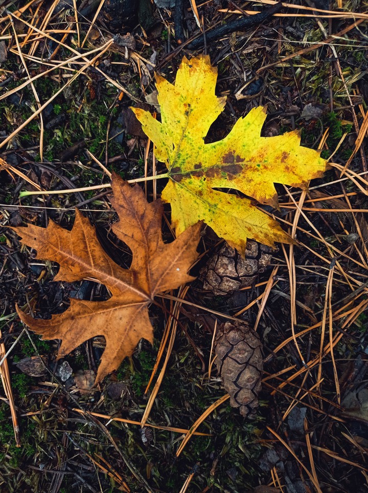Fall