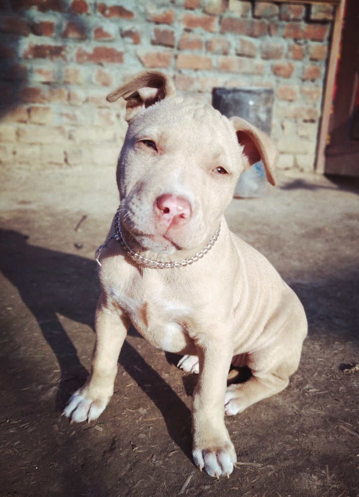 Dog