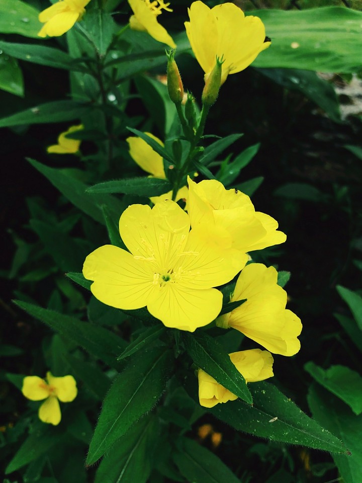 yellow
