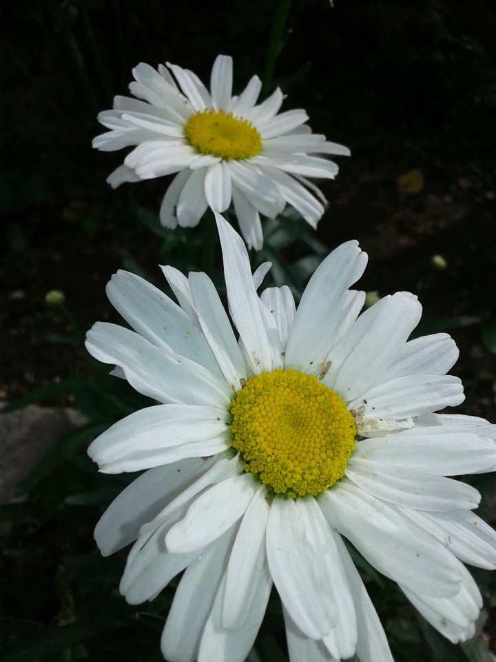 #white and #yellow