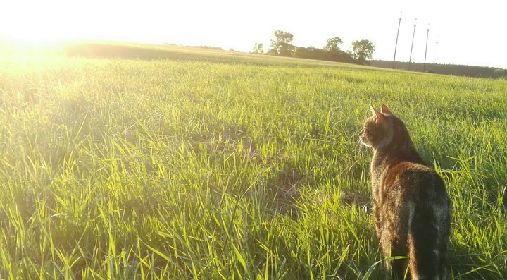 My cat