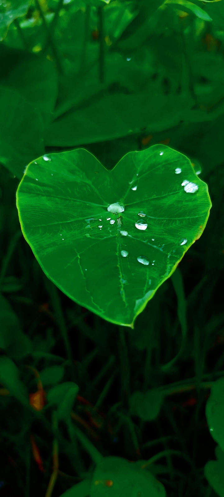 Nature's Beauty