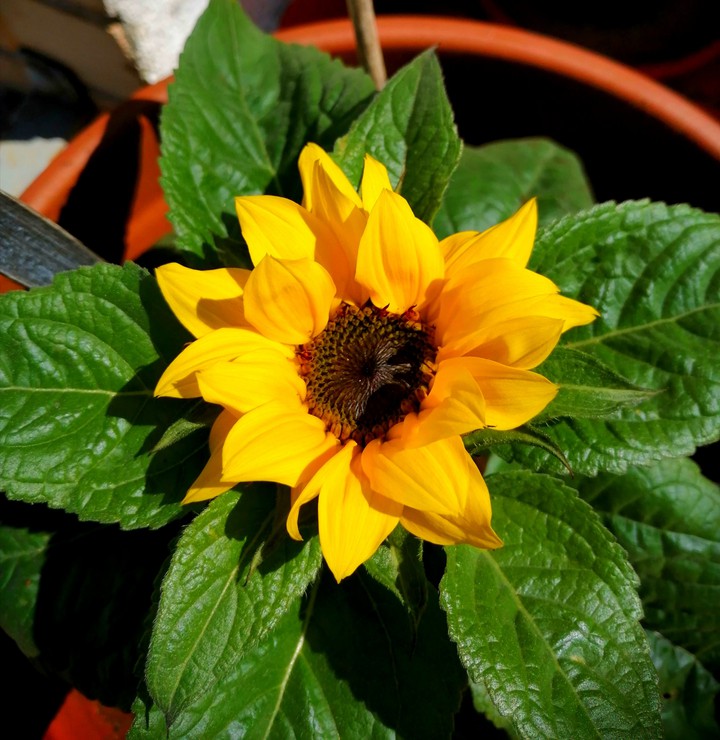 #yellow