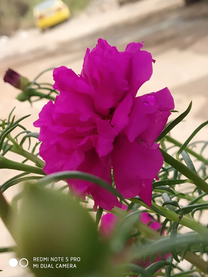 China Rose