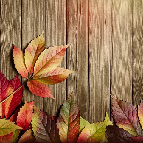 love autumn