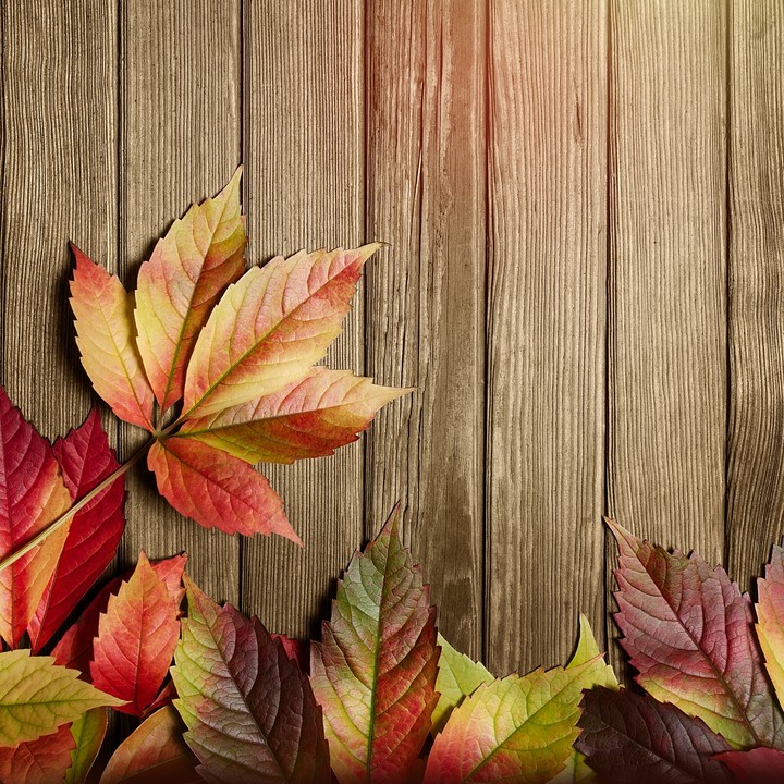 love autumn