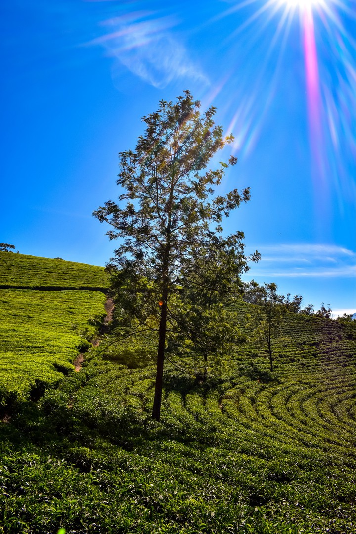 Munnar Tea Garden