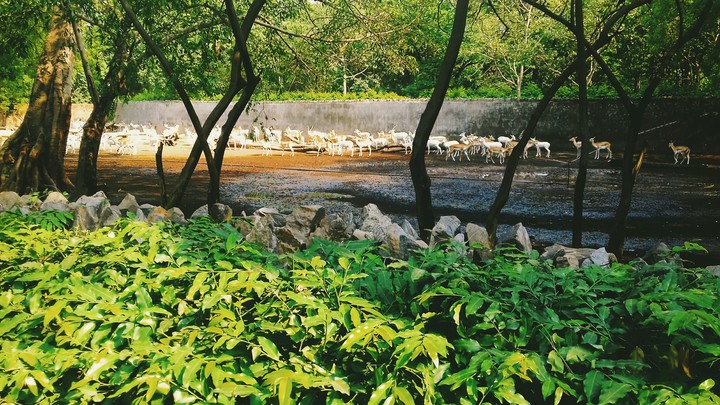 White Deers