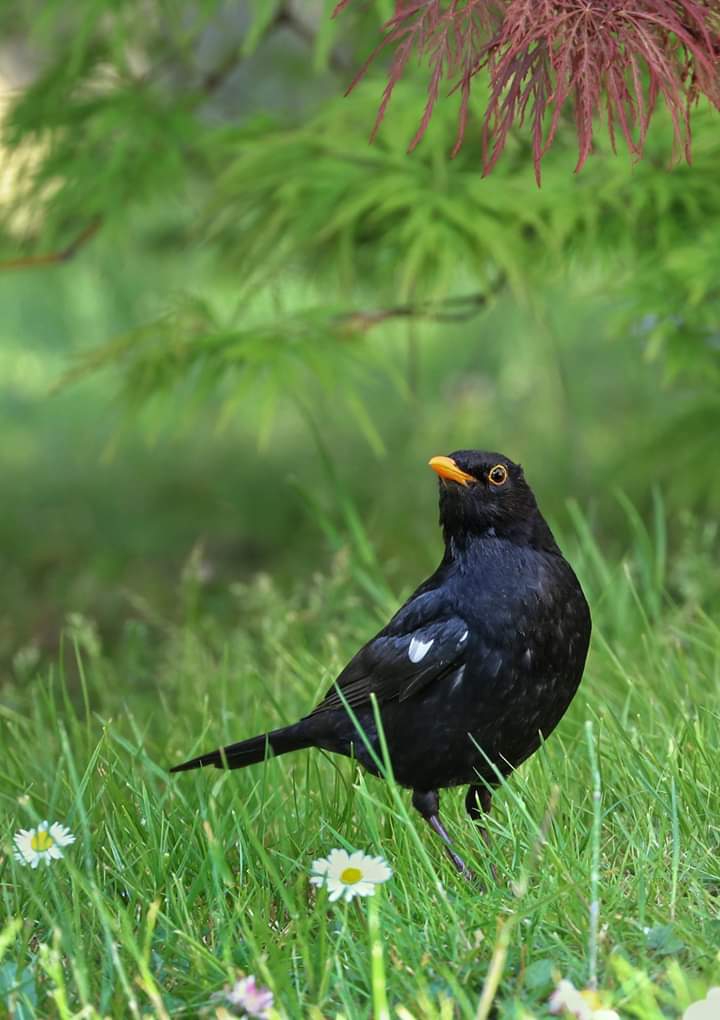 Bird