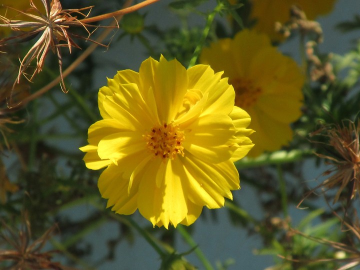 Daisy