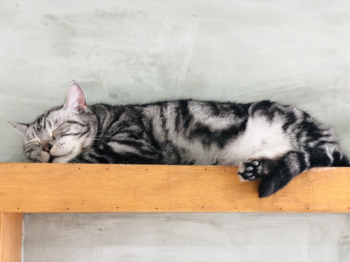 고양이