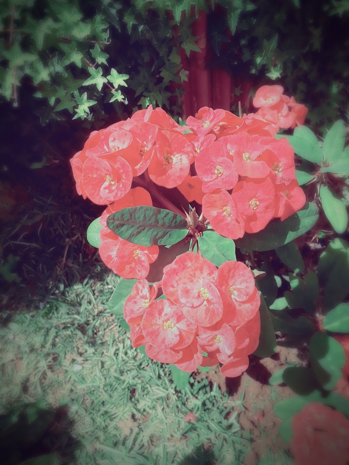 #flower