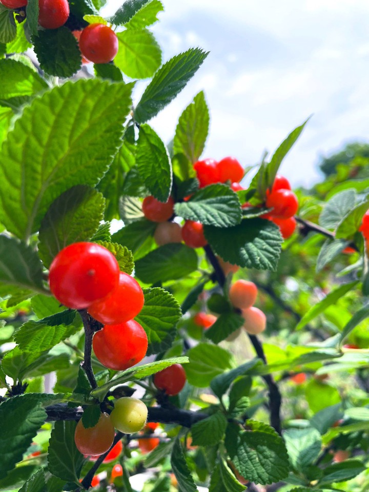 fresh cherry