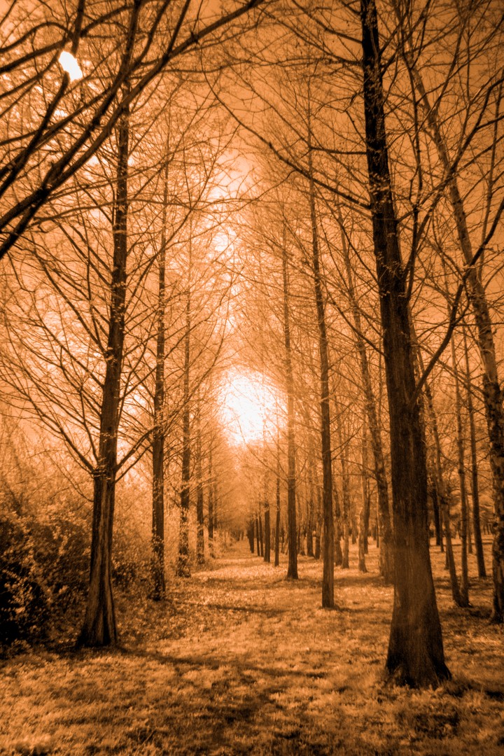 infrared photography