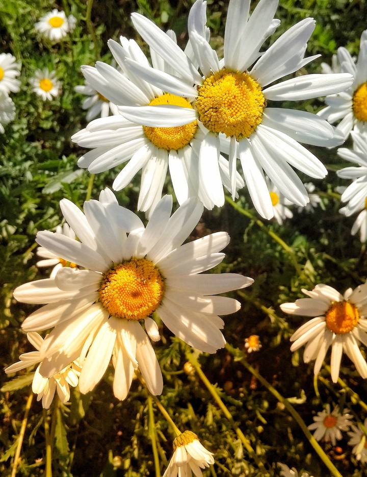 chamomile