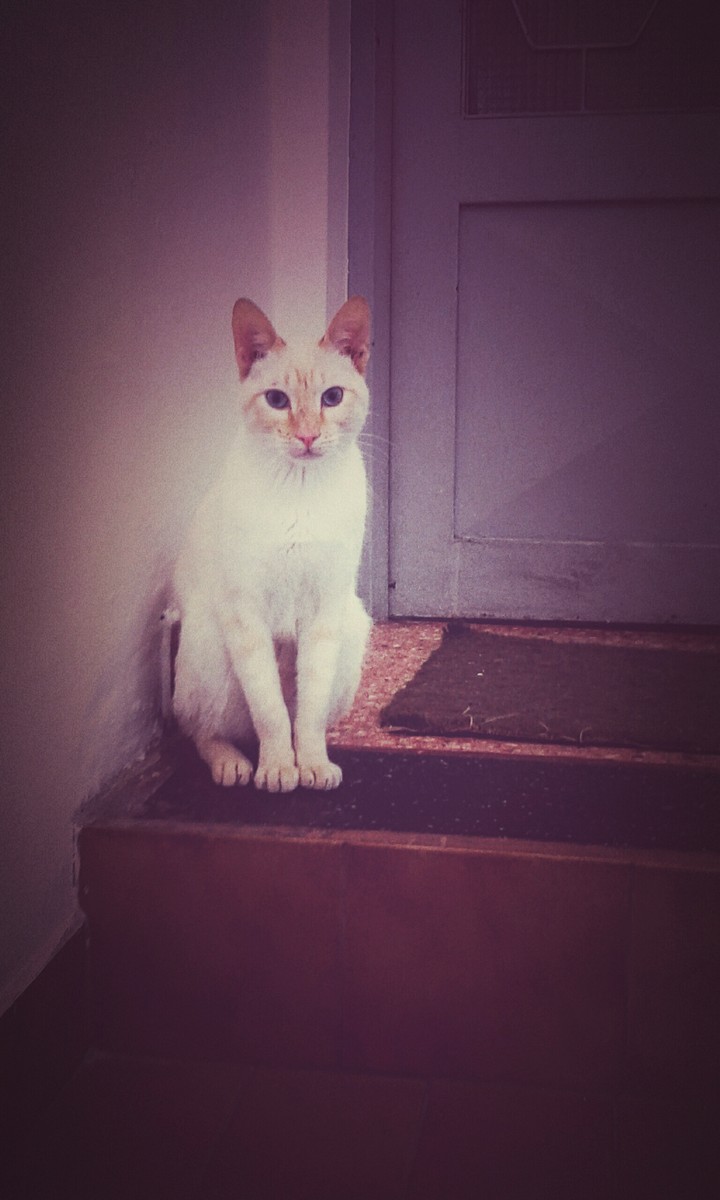 gatito2 