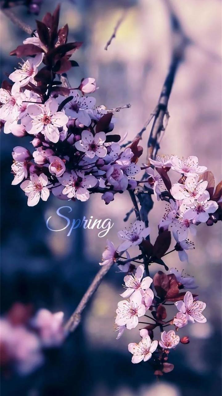 ⋇⋆✦⋆⋇  Spring  ⋇⋆✦⋆⋇