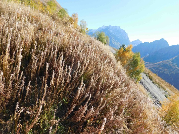 mountain plants of the Caucasus