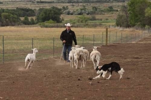The Border Collie Because There Is No Better Dog
