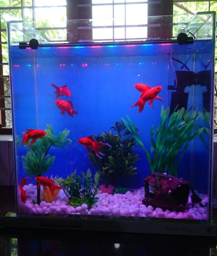 aquarium
