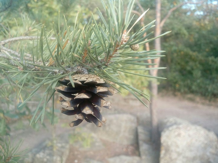 pinus cone