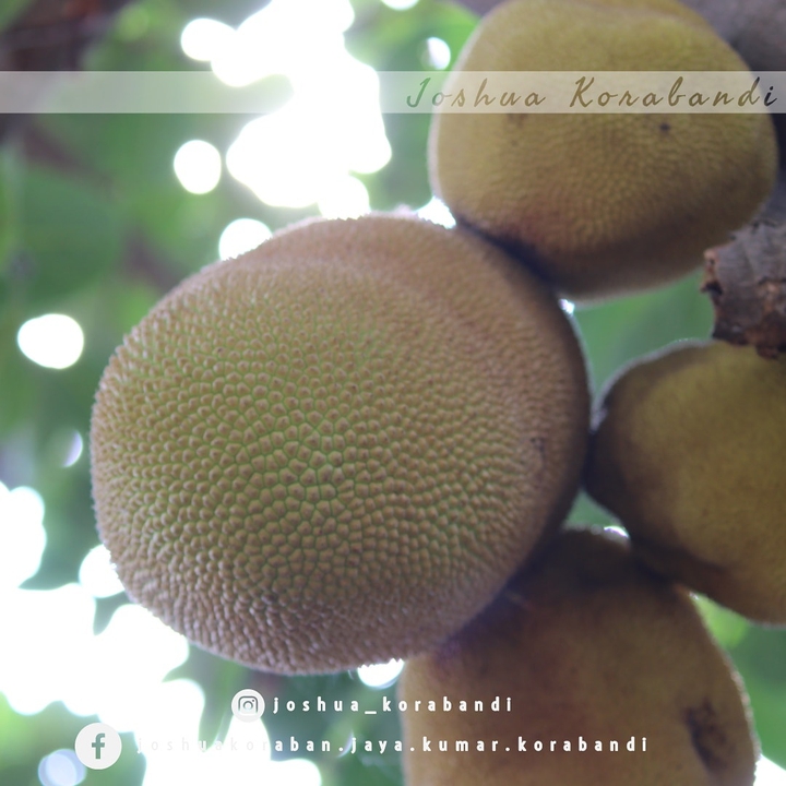 Jackfruit