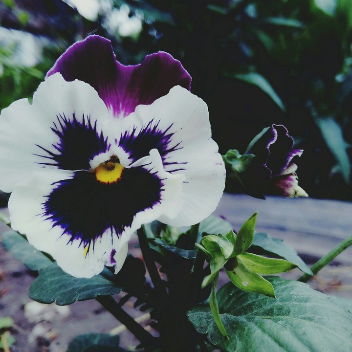 In Violette