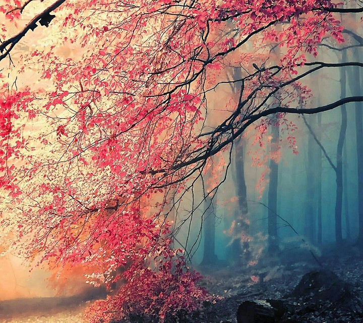 Doğa-Pink Tree