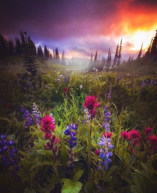 summer forest