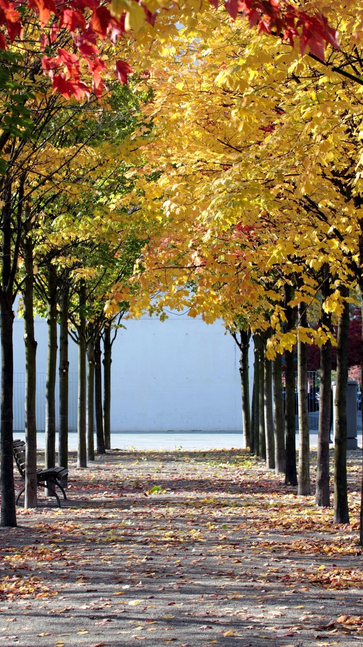 trees