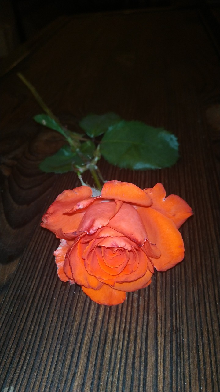 rose