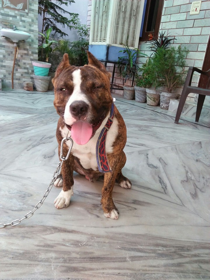 Pitbull