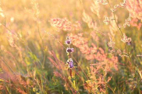sfondi flora, wildflower