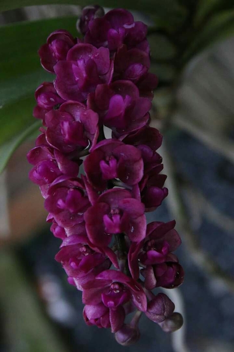Orchid