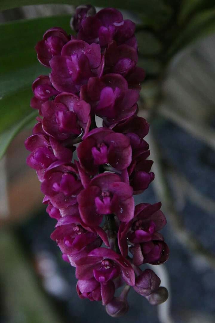 Orchid