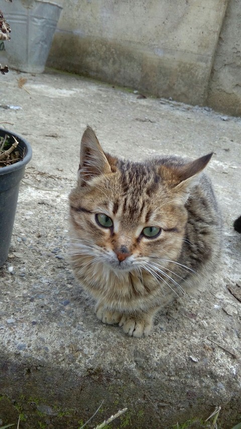 kedi