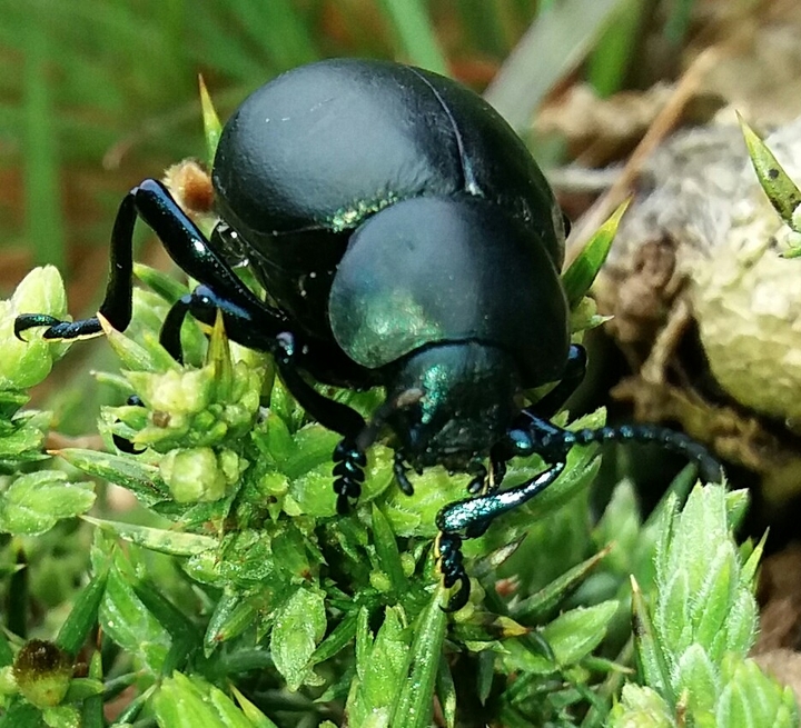 beetle