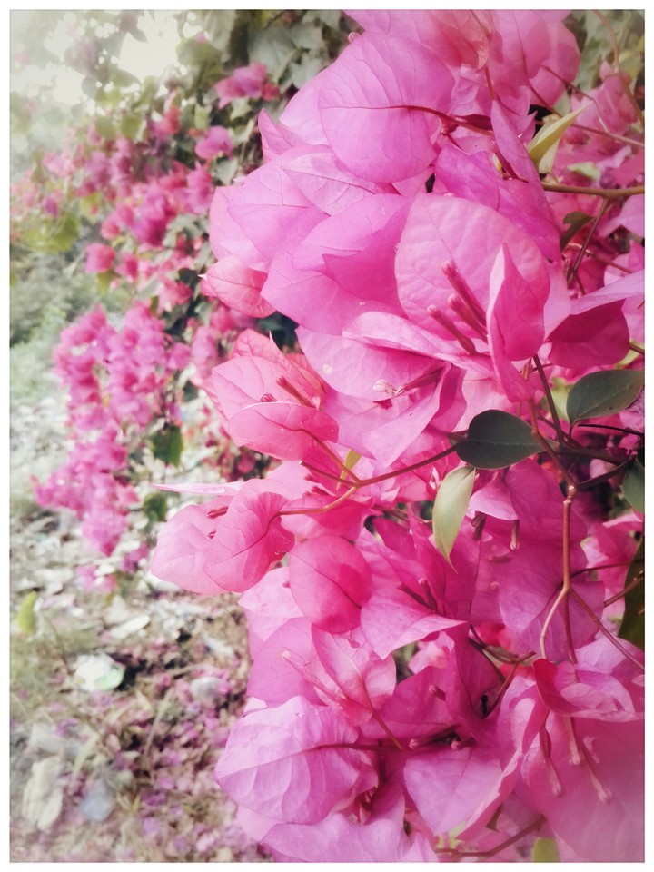 paper flowers