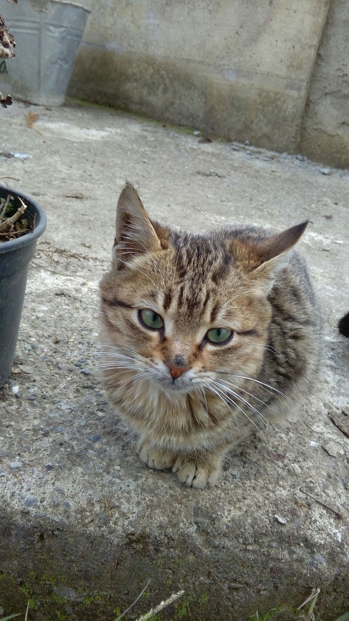kedi