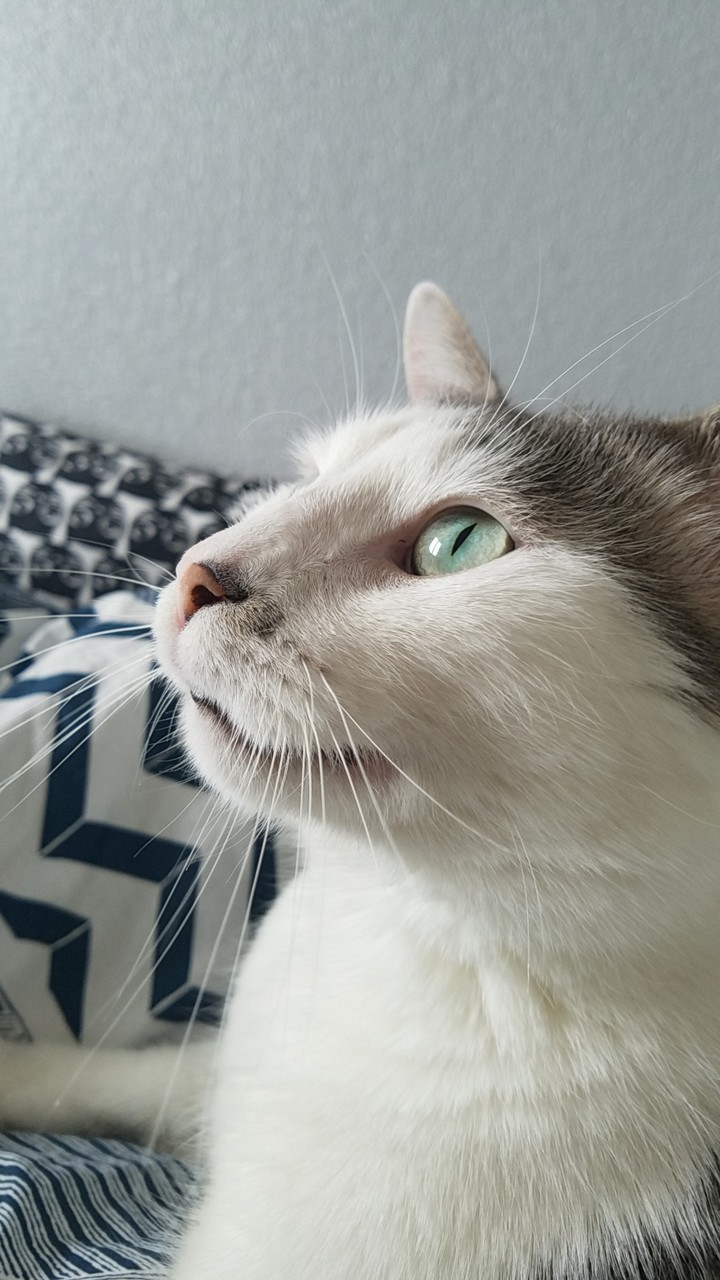 the eye of the cat/ l'oeil du chat
