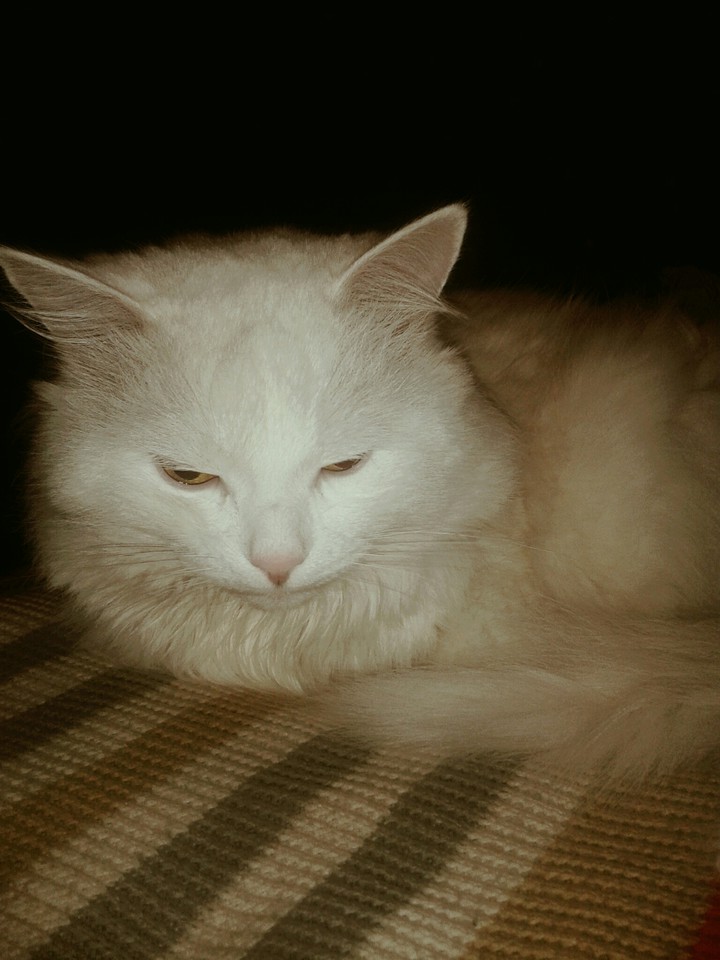 кошак