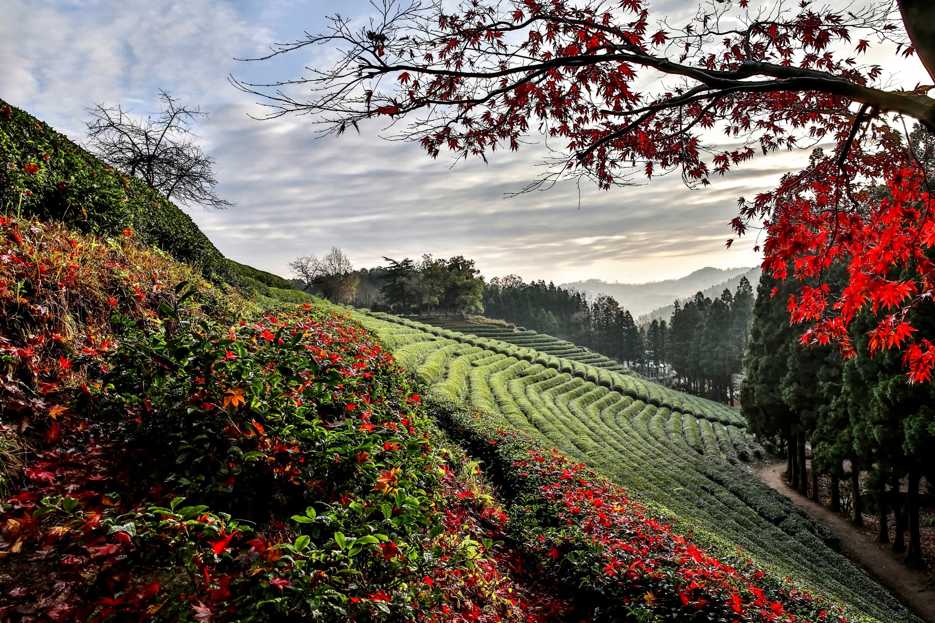flower in mountain