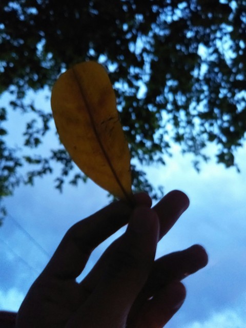 sfondi sky, plant
