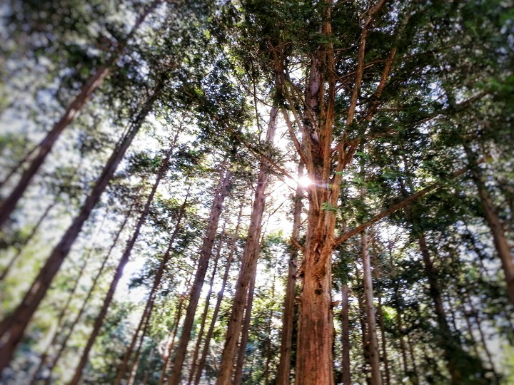 the trees