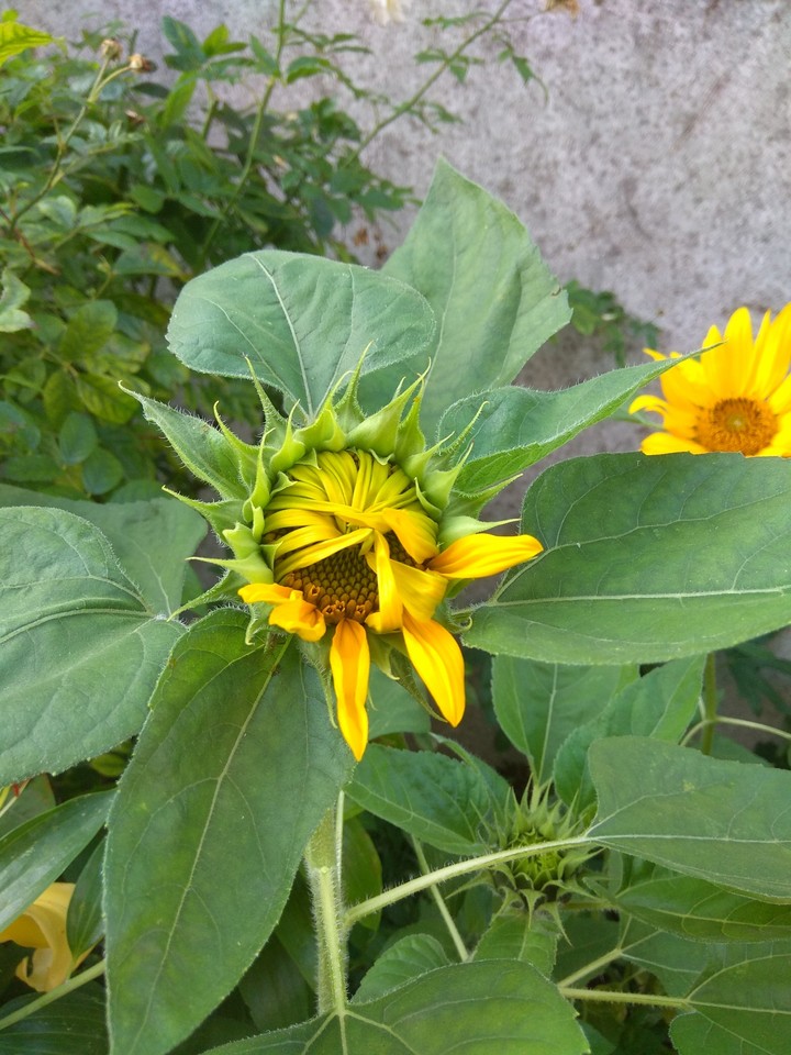 sonnenblume