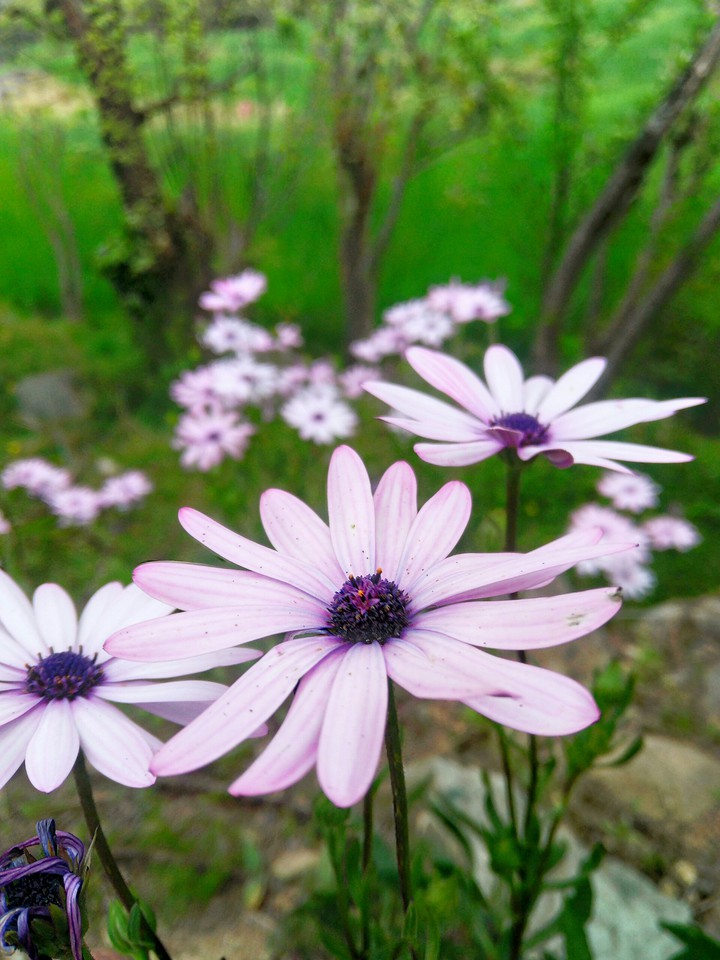 breezy flower
